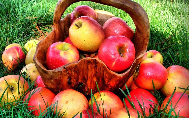 أسطورة التفاحة فى الحضارات القديمة.. فاكهة الخلود فى النرويج وسبب حرب طروادة